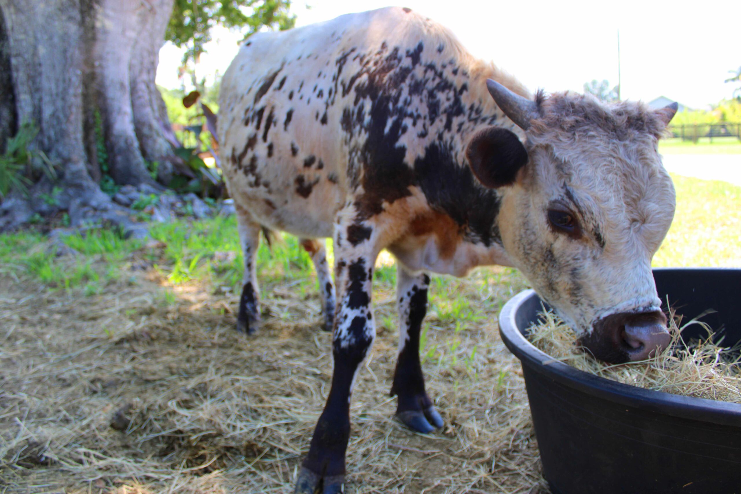 This is a cow with spots eating hay