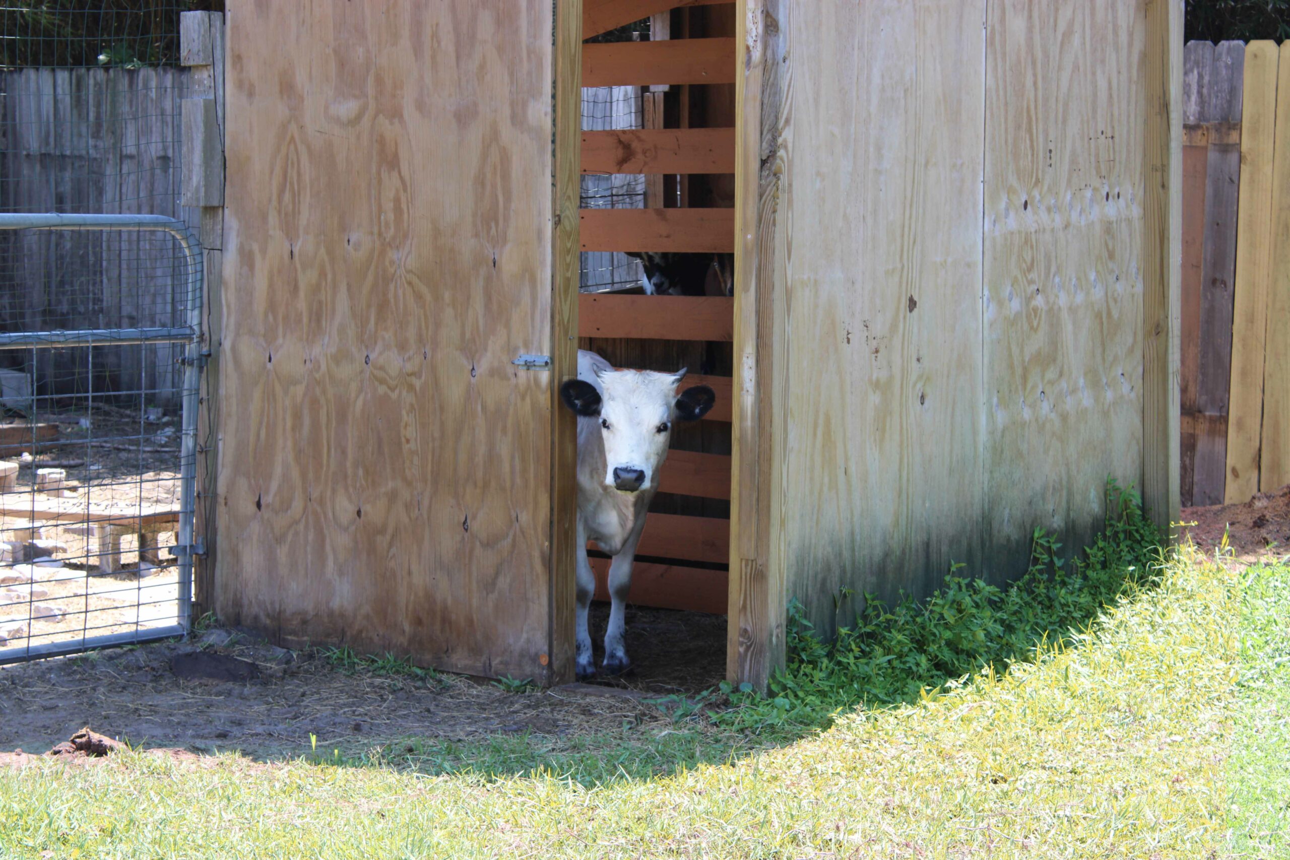 a white cow in a hard surrounded by grass